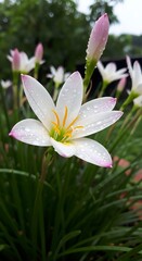 White Rain Lily Flower with Pink Edges and Green Foliage.