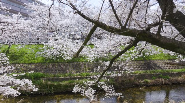 [Panning] Cherry blossom trees along the Saho River in Nara