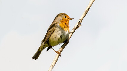 robin on branch