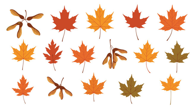 Beautiful collection of colorful autumn maple leaves and winged samara seeds, showcasing the vibrant changes of fall season.