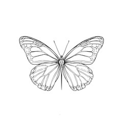 Obraz premium Butterfly Wings Spread Wide on White Background