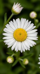 Close-up of a beautiful daisy flower with a yellow center.