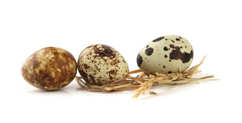 Quail eggs on straw isolated on white background. Natural patterned farm quail eggs in hay.
