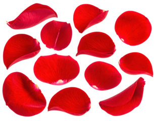 Red petals with soft shadow PNG