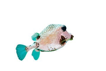 Juvenile Smooth Trunkfish Lactophrys Triqueter Isolated