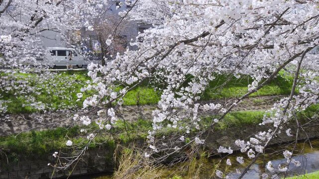 [Panning] Cherry blossom trees along the Saho River in Nara