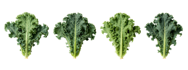 Photograph of five green curly kale leaves, each with frilled edges, arranged in a horizontal line.