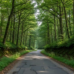Road through the lush green forest with tall trees and sunlight.