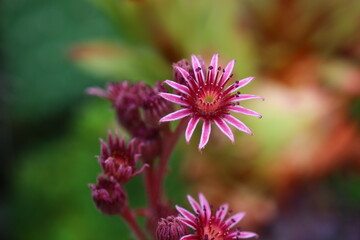 rojnik Gollum sempervivum brązowy rusy skalniak