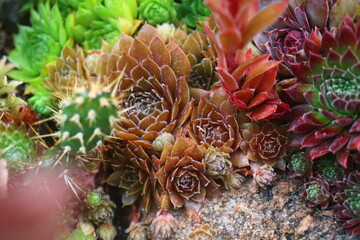 rojnik Gollum sempervivum brązowy rusy skalniak