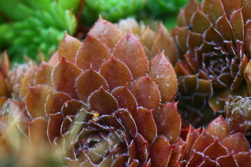 rojnik Gollum sempervivum brązowy rusy skalniak