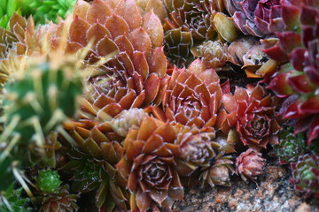 rojnik Gollum sempervivum brązowy rusy skalniak