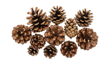 A collection of various sized pine cones, presenting a close-up, natural view