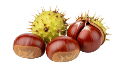 Close-up shot of several horse chestnuts and their spiky husks
