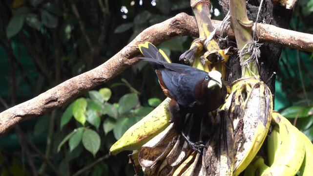Chestnut-headed Oropendola (Psarocolius wagleri) near Guapiles in central Costa Rica, Central America.