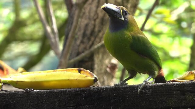 Emerald Toucanet (Aulacorhynchus prasinus) at La Paz Waterfall Gardens Nature Park in central Costa Rica, Central America.