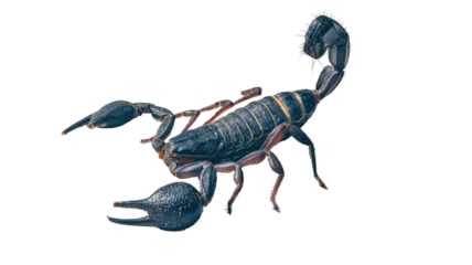 Dark scorpion on desert sand with detailed texture dangerous arachnid wildlife close up isolated on white background