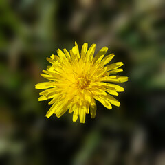 Vibrant Yellow Dandelion Flower Glowing on Green Background - Macro Shot