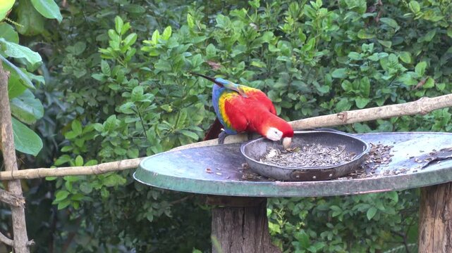 Scarlet Macaw (Ara macao) near Tarcoles River in Carara National Park in western Costa Rica, Central America.