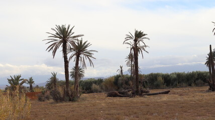 Serene Date Palm Grove in Arid Landscape with Distant Mountains, Dry Grass Field, and Overcast Sky