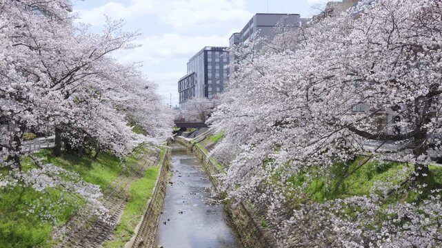 [Panning] Cherry blossom trees along the Saho River in Nara