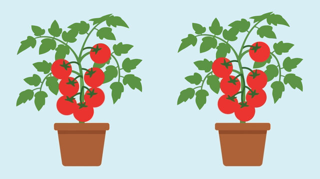 Two tomato plants in pots displaying ripe red tomatoes and green foliage