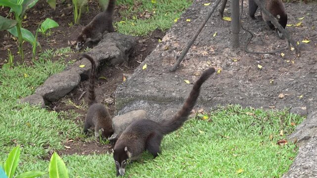 White-nosed Coati (Nasua narica) in the Arenal area in northern Costa Rica, Central America.