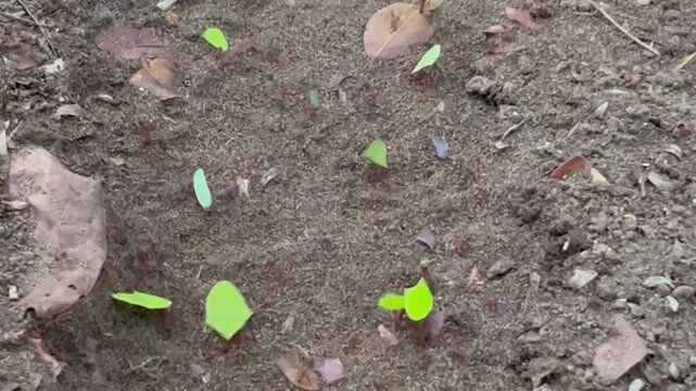 Leaf-cutter Ants (Atta cephalotes) on a path in Carara National Park in western Costa Rica, Central America.