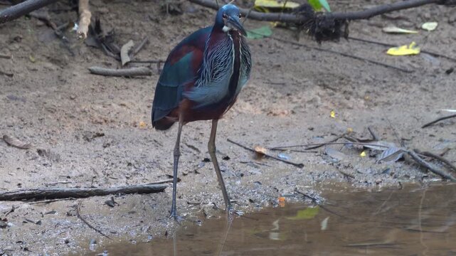 Agami Heron (Agamia agami) at Cano Negro nature reserve in northern Costa Rica, Central America.