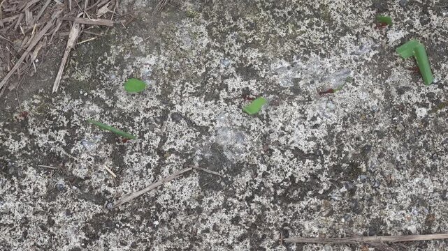 Leaf-cutter Ants (Atta cephalotes) on a path in Cano Negro nature Reserve in northern Costa Rica, Central America.