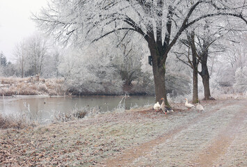 Winterlandschaft mit G&auml;nsen