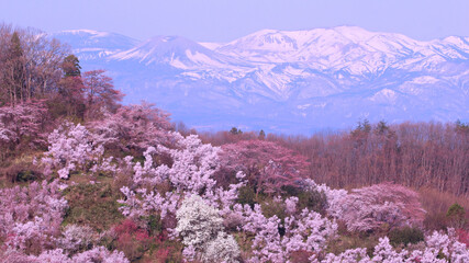 福島市　花見山公園