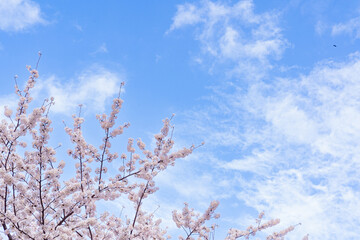 Obraz premium 桜の花と青空