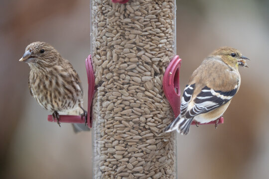 House finch and Goldfinch share sunflower seeds at feeder in winter