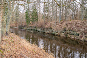 river in the forest