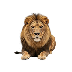 Fototapeta premium Majestic lion resting with intent gaze