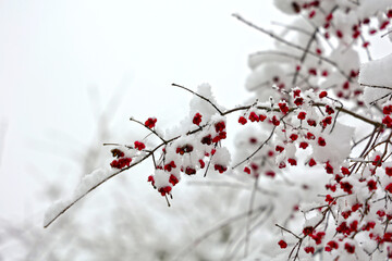 Beerenstrauch im Winter