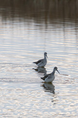 Greater yellow legs wading in water together