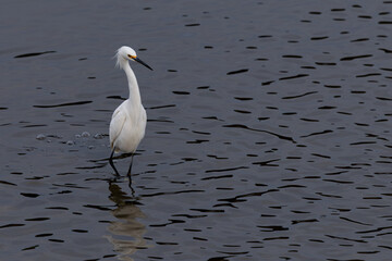 Snowy egret standing quietly in shallow water