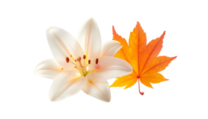 A delicate white lily and vibrant orange maple leaf contrast on a stark black background