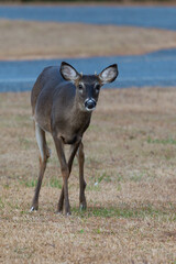 Young deer focused staring glance