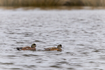 Two wigeons calmly floating in water