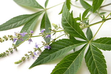 Vitex negundo leaves and flowers close-up