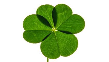 A close-up of a four-leafed clover with vibrant green leaves against a black background