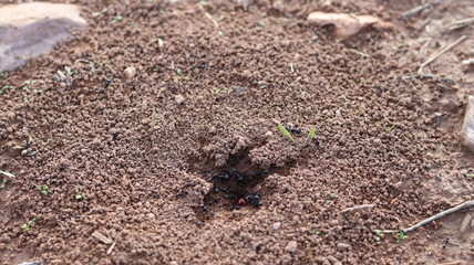 Black Ant Colony Mound with Worker Ants Carrying Leaves on Sandy Soil, Insect Habitat and Nature