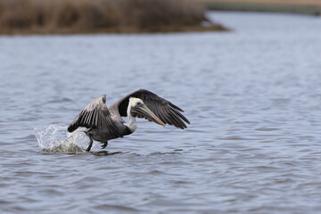 Pelican with powerful wings taking flight from the water.