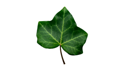Isolated, close-up shot of a single, vibrant green leaf against a black background