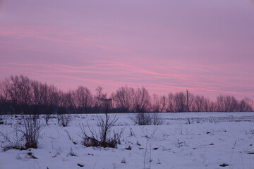 ​An endless snow-covered field under a delicate pink sky during the first moments of a winter dawn. Dark silhouettes of trees on the horizon and soft cloud tints create an uplifting atmosphere of peac