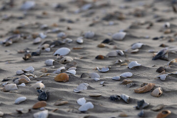 Dense seashells on the sand