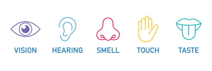Five human senses editable stroke outline icons set. Flat vector illustration of human senses including ear, eye, nose, lips, and hand in minimalist design style. Five senses of human nervous system.